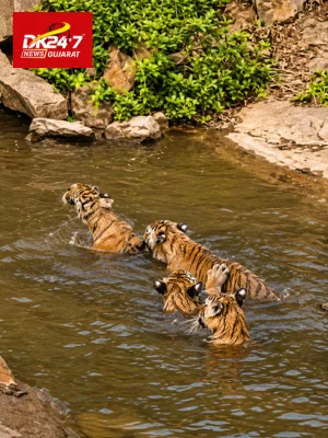 🐅 પાણીમાં રમતા વાઘનો અદ્ભુત નજારો