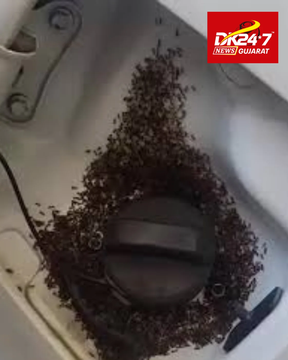 ઇથેનોલથી ફ્યુઅલમાં કીડીઓ થવાનો વીડિયો ફેક