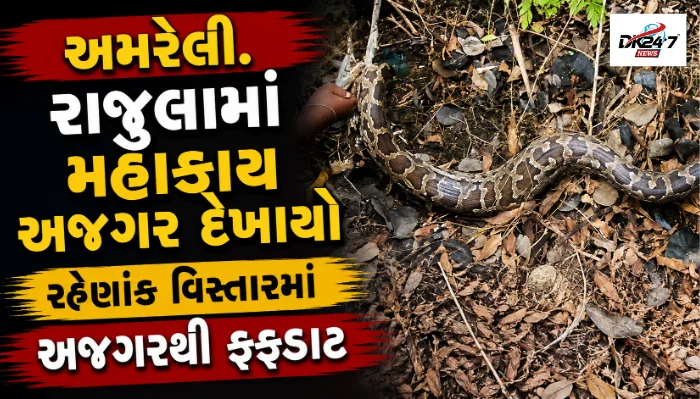 અમરેલી રાજુલા વાવેરા ગામમાં 10થી 12 ફૂટ મહાકાય અજગરનું વનવિભાગે સફળ રેસ્ક્યુ કરી જંગલમાં મુક્ત કર્યો