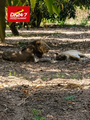 ધારી નજીક મોરજર પાસે આંબાના ફાર્મ હાઉસમાં આરામ કરતાં વનના રાજા નો વિડીયો થયો વાયરલ..