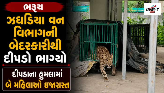 ભરૂચ ઝઘડિયા વન વિભાગ કચેરીમાંથી દીપડો ભાગ્યો, બે મહિલાઓ પર હુમલો, દીપડાને શોધવા સર્ચ ઓપરેશન શરૂ