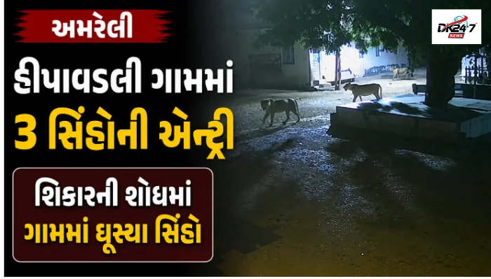 અમરેલીના હીપાવડલી ગામમાં ત્રણ સિંહો ગામની શેરીઓમાં ફરી વળતા CCTVમાં કેદ થયેલા દૃશ્યો