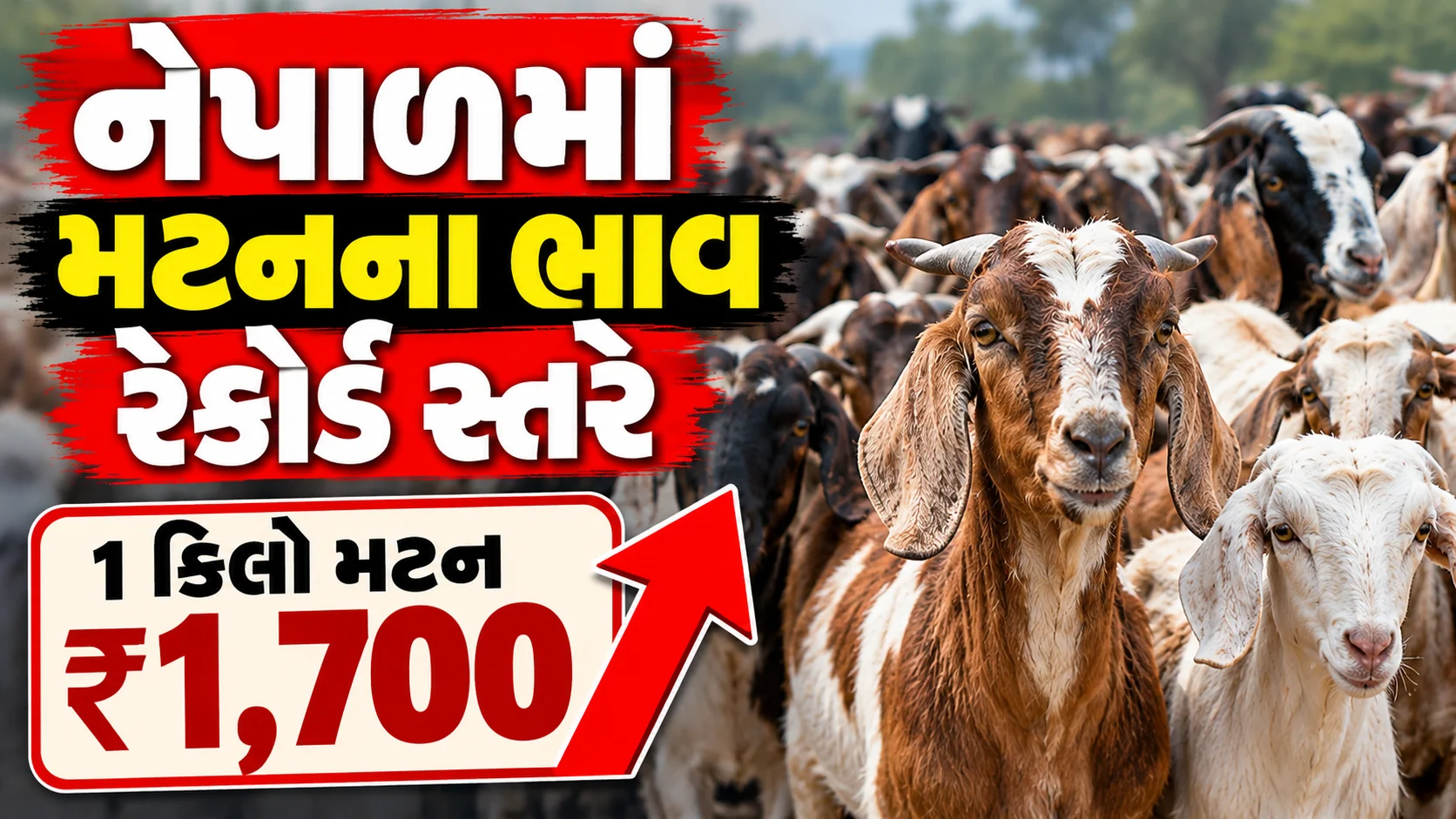 નેપાળના કાઠમંડુ અને પોખરા સહિતના શહેરોમાં દશૈં તહેવાર પહેલાં મટનના ભાવ ₹1,700 પ્રતિ કિલો સુધી પહોંચ્યા હોવાના અહેવાલ અને બકરાંની વધતી માંગ